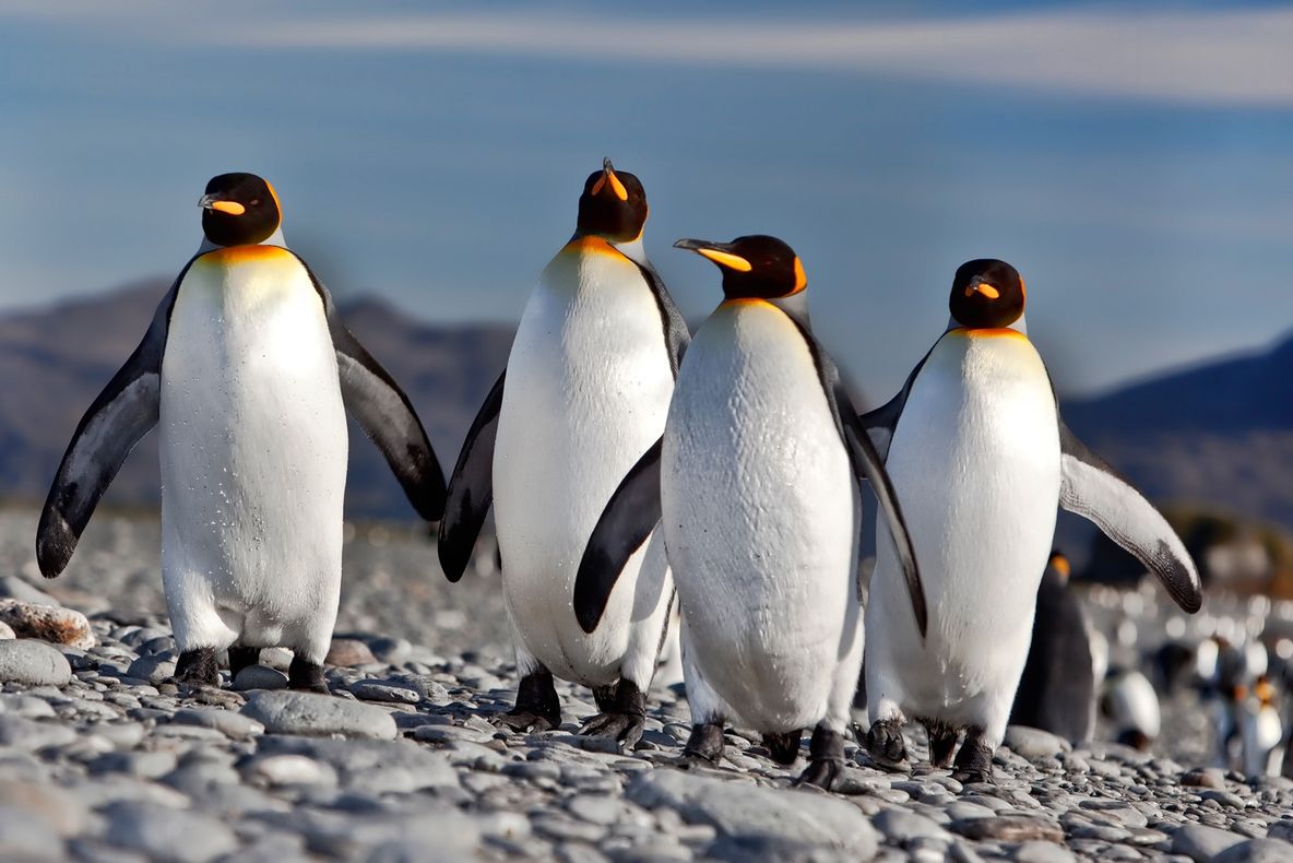 Antarctica prin ochii unui fotograf român: Unde sunt balenele? Erau cu sutele - VEZI IMAGINI