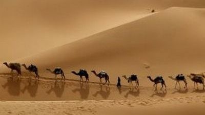 3000 de cămile sunt ucise de autorităţi în Australia