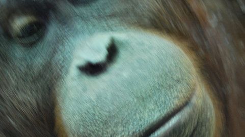 Nonja, urangutanul de la Zoo Viena, face fotografii - VEZI IMAGINILE