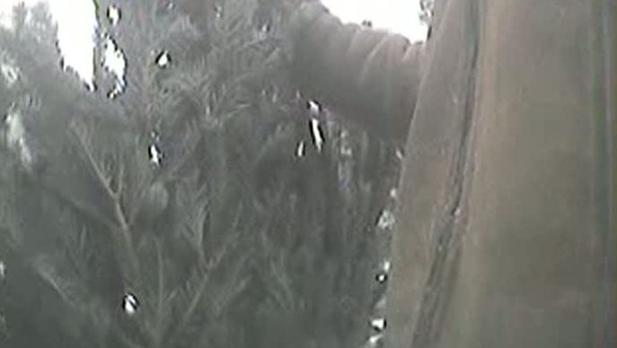 Vânzarea brazilor, între şpaga la autorităţi şi frigul de afară