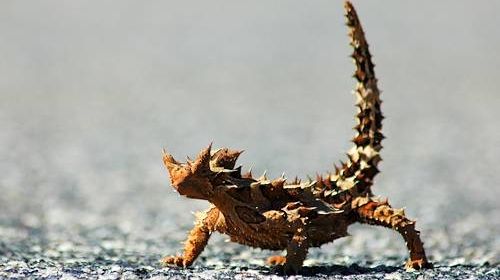 Inginerii îşi inspiră designul din natură