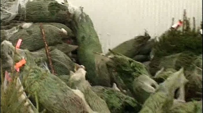 Comercianţii din Deva au abandonat în pieţe brazii nevânduţi