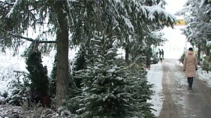 Bradul de închiriat, o soluţie pentru românii care nu vor să renunţe la tradiţiile de Crăciun