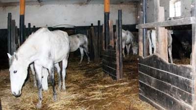 Primăria Homorod nu mai are bani să întreţină caii salvaţi de la înfometare, anul trecut