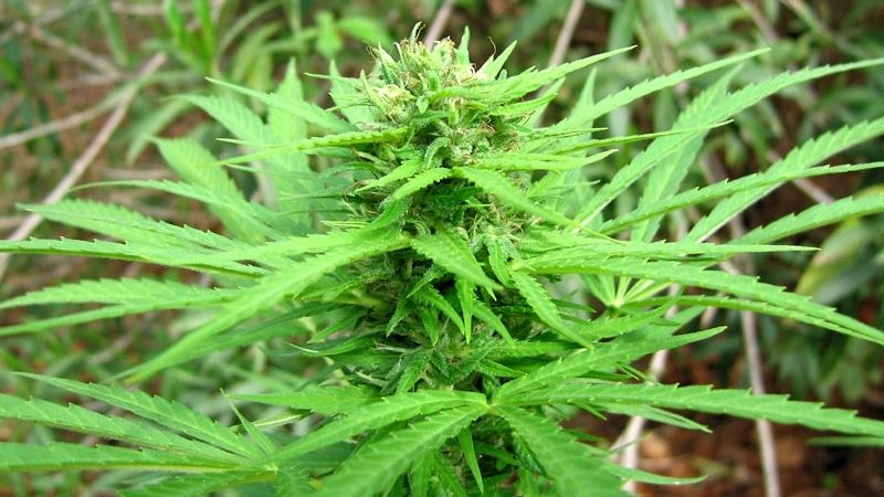 Poliţiştii au arestat un braşovean care cultiva cannabis