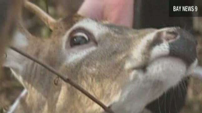 O căprioară a dat buzna într-un magazin din Florida