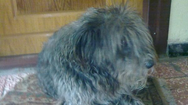 Povestea tristă a unui căţel care păzeşte un apartament gol