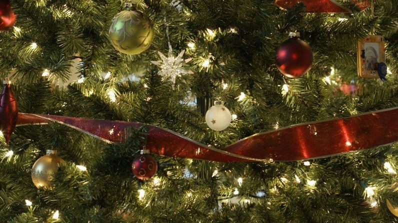 Băcăuanii preferă brazi artificiali pentru că sunt mai ieftini