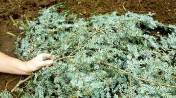 Cu doar două zile înainte de Ajunul Crăciunului, brazii expuşi în pieţele târgumureşene nu-şi găsesc clienţii de altădată