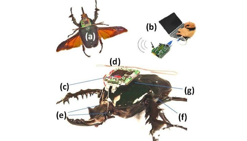 Gândaci cu baterii nucleare controlaţi prin telecomandă