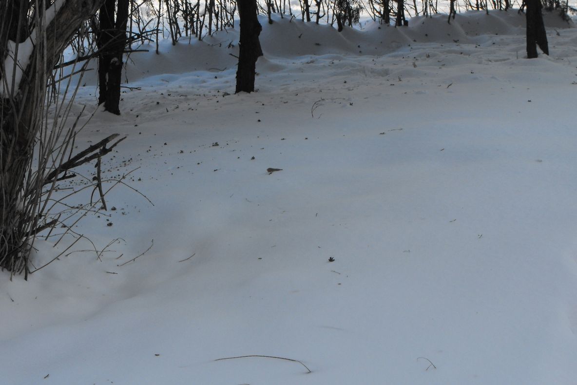 Vrancea: Anul agricol 2010 va fi unul bun, spun specialiştii Direcţiei Agricole