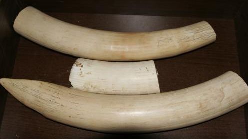 Aproape două tone de fildeş au fost confiscate în Africa