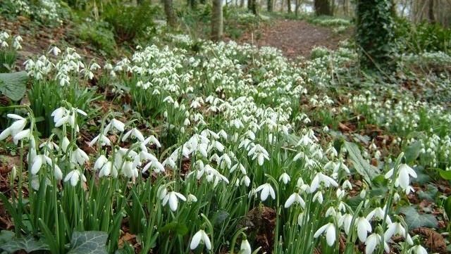 La Cluj-Napoca au apărut primii ghiocei