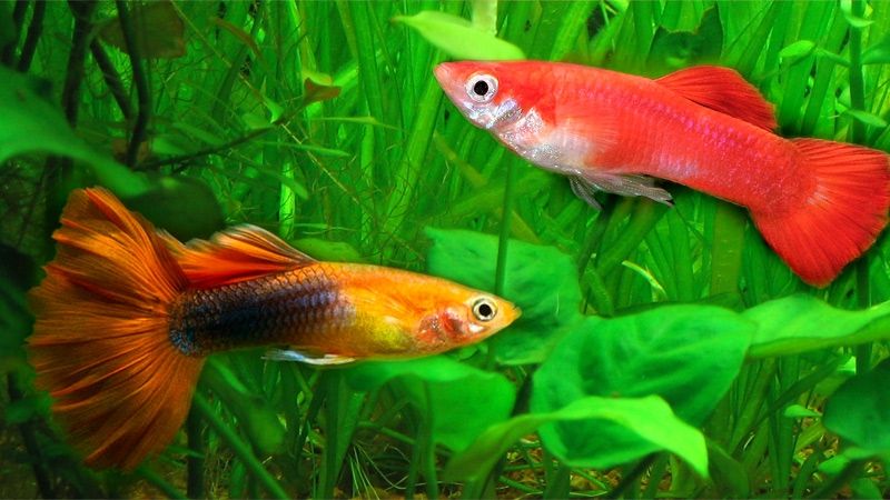 PIAŢA ELECTORALĂ - Ora 15.00: Peştii de acvariu roşii costă cu 1-2 lei mai mult decât cei portocalii