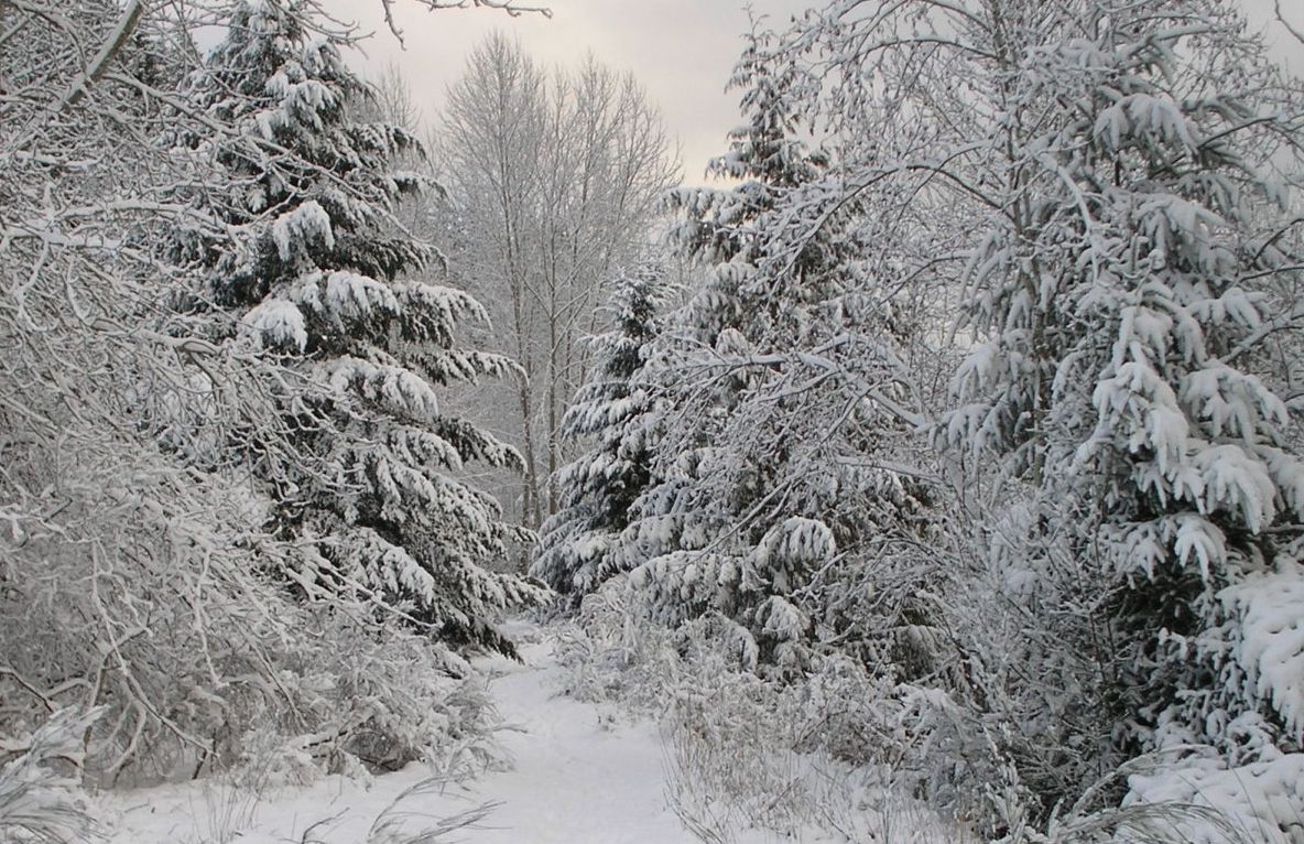 Codul galben de ninsori şi viscol a expirat, însă continuă să ningă pe arii extinse