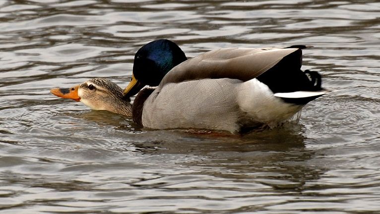 Raţele care spun NU sexului