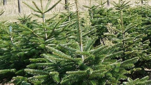 La Bistriţa, brazii de Crăciun, rămân nevânduţi