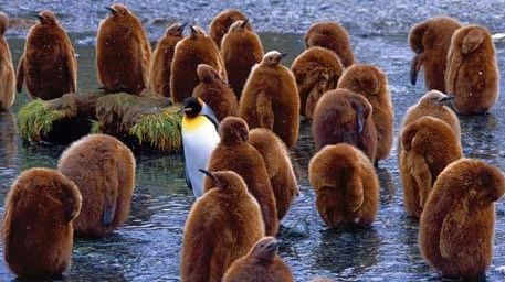 Pinguin, caut haină pentru iarnă - VEZI FOTO