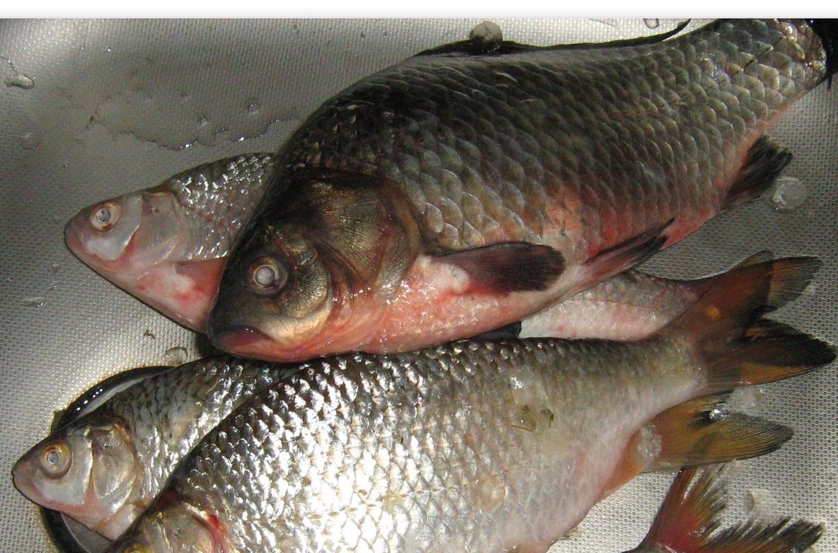 Sibienii se înghesuie să cumpere peşte pentru Anul Nou