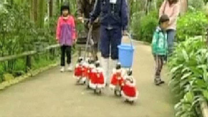 Pingunii dintr-un parc acvatic din Japonia au primit costume speciale de Crăciun - VIDEO