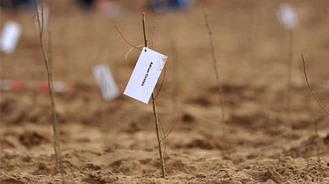 MAPDR a împădurit în 11 luni 42,2% din cât şi-a propus pentru întreg anul