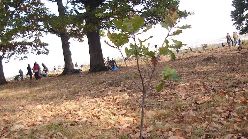 Primăria Bistriţa, premiată pentru acţiuni ecologice