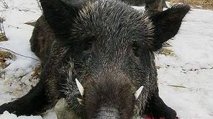 În judeţul Vrancea s-a deschis sezonul de vânătoare la mistreţi