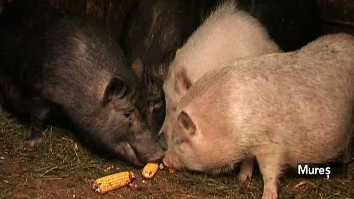 Porcul vietnamez fără colesterol se vinde mai bine decât porcul românesc, în Mureş