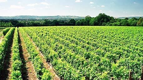 Vinul englez ar putea fi marele beneficiar al încălzirii globale
