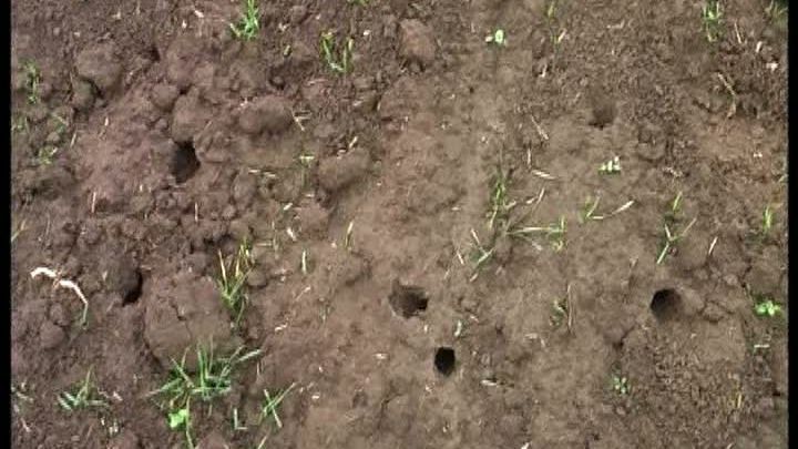 Rozătoarele au distrus culturile de rapiţă şi grâu din Mehedinţi 