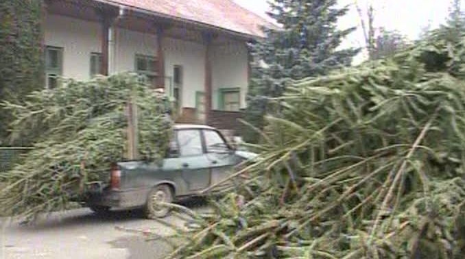 Peste 100 de brazi au fost tăiaţi ilegal în Bistriţa-Năsăud