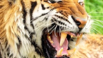 Un strămoş al tigrului ar putea fi responsabil de transmiterea virusului HIV la om