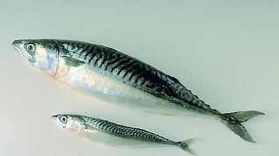 Toate magazinele care comercializează peşte au fost luate cu asalt de mureşenii superstiţioşi