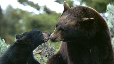 Un urs a atacat o gospodărie din satul covăsnean Bicfalău
