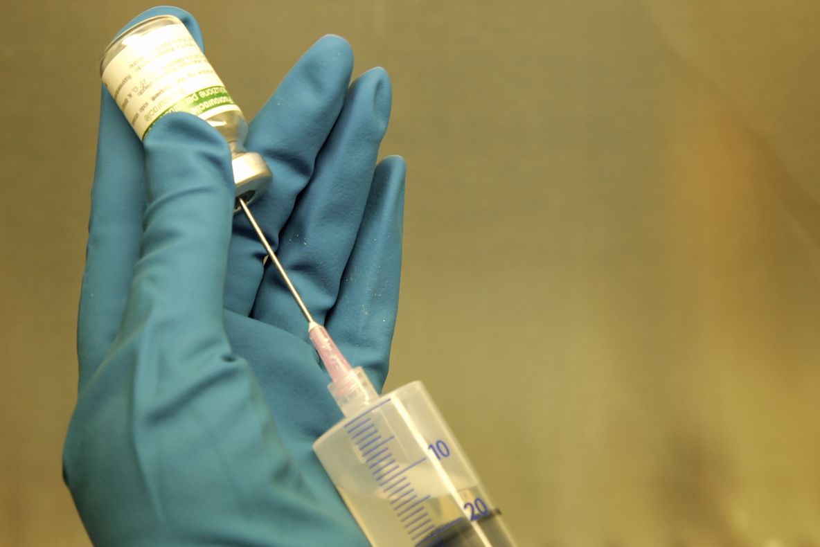 Gripa porcină confirmată la Bistriţa