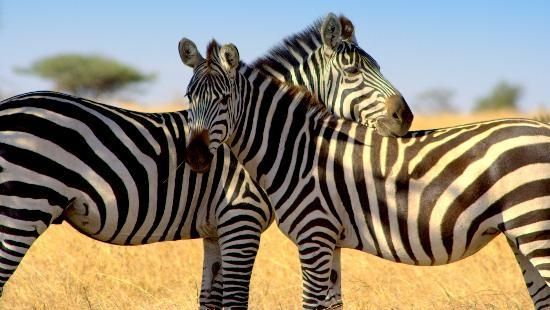 Africa de Sud propune limitarea emisiilor sale de CO2 în schimbul ajutorului pentru energii curate