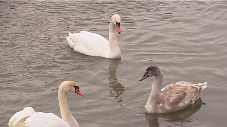 Alertă de gripă aviară în Portul Constanța! 13 lebede au fost găsite moarte