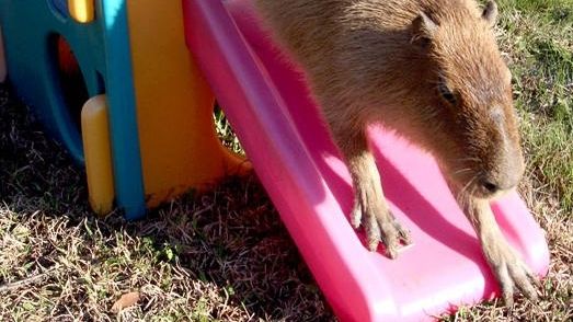 VIDEO AMUZANT. Îngrijitorii de la ZOO se chinuie să prindă un şoarece imens care are 45 de kg