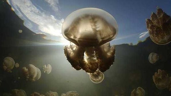 Schimbare de sezon pe litoral. Meduzele de apă rece iau locul celor de apă caldă. Cu ce se diferențiază cele două specii?