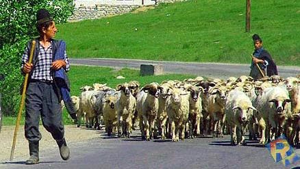 Elevii mai multor școli au intrat în vacanță de "transhumanță", cu aprobarea inspectoratului școlar