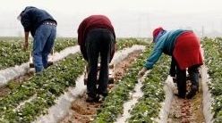 Români care lucrau ca SCLAVI în Italia, ELIBERAȚI de autorități. În ce hal i-au găsit