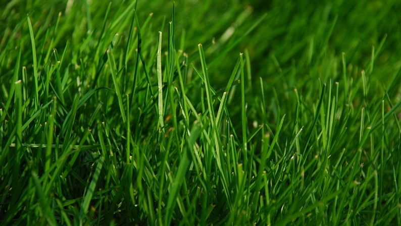 Beneficiile incredibile ale mersului desculț prin iarbă asupra minții, corpului și sufletului. Încearcă și vei salva timp și bani