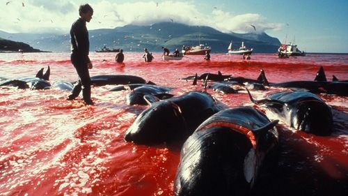 Japonia a UCIS 251 de BALENE în Antarctica, înaintea interdicţiei impuse de Haga