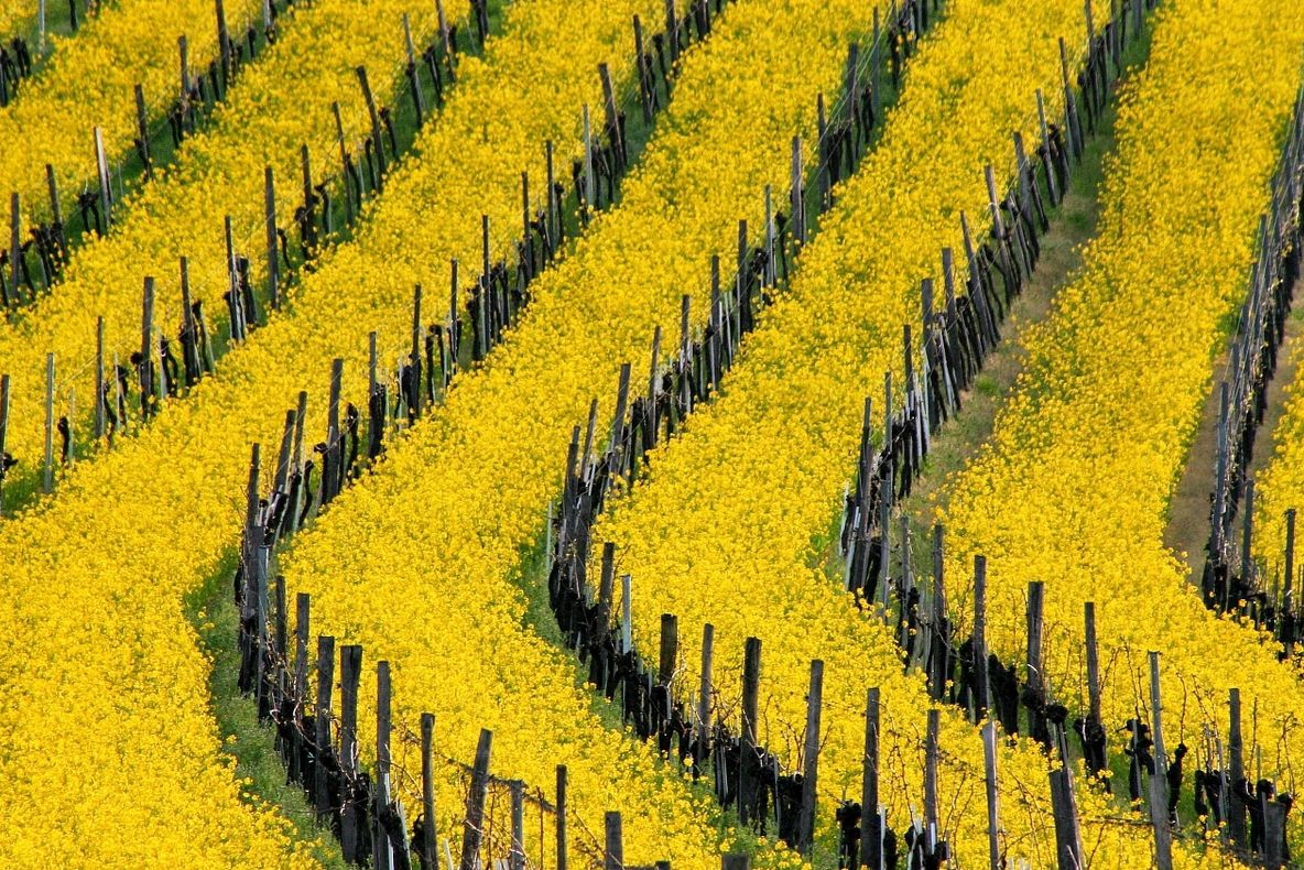 Alertă sanitară în Germania, din cauza unui lot de semințe de rapiță din România