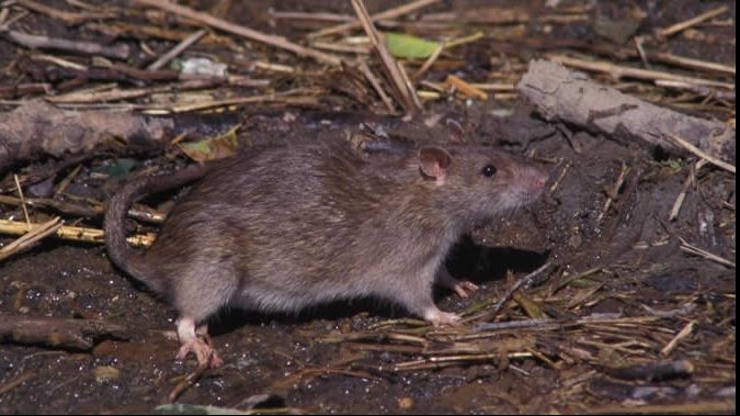 Proiect anti-șobolani, în Indonezia: Localnicii primesc 1,5 dolari pentru fiecare rozătoare prinsă