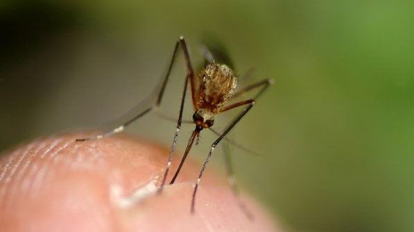 Soluții naturale să țineți țânțarii la distanță 