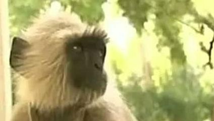 O maimuță a dclanșat o pană de curent la nivel național în Kenya. Cum a reușit acest lucru