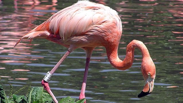 Apariție exotică în Delta Dunării. Cel mai numeros grup de păsări flamingo observat în ultimul secol