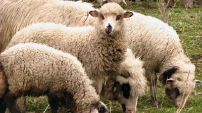 Românii așteaptă până în ultima zi carne de miel mai ieftină. Aglomerație în târg înainte de Paște