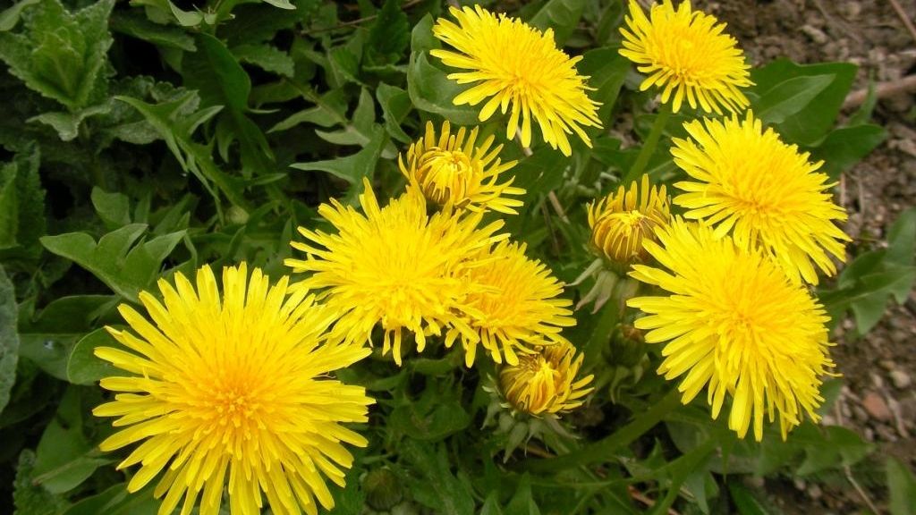 Fresh Refresh: Beneficiile neașteptate ale păpădiei pentru sănătate